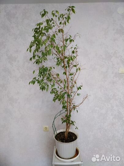 Фикус Бенджамина 1,5 метра