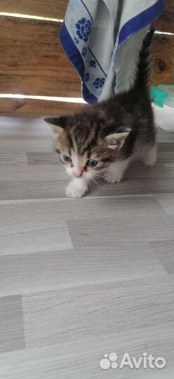 Отдам в добрые руки