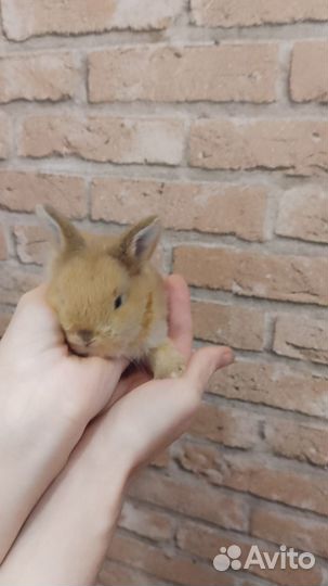 Декоративные домашние кролики