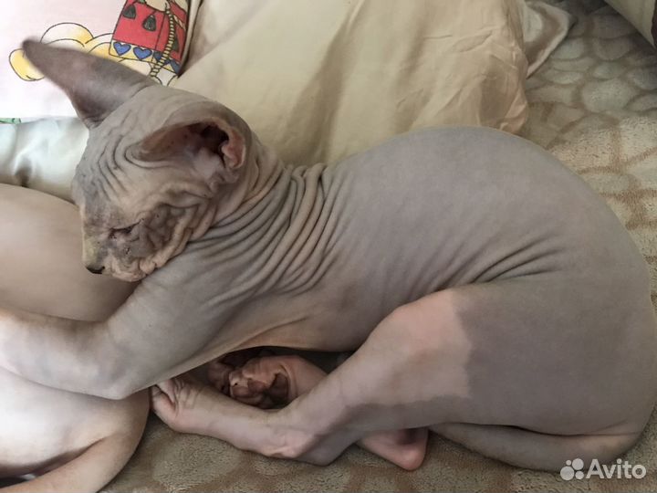 Канадский сфинкс котенок