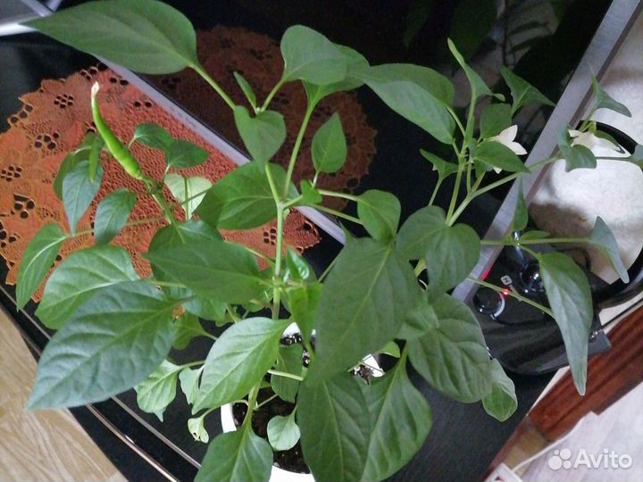 Перец острый