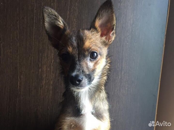 Маленькая собака в дар