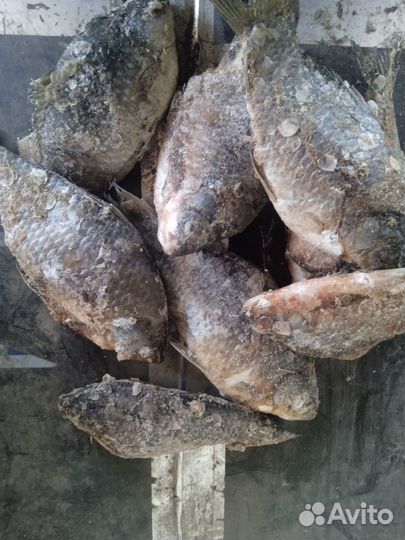 Икра карася