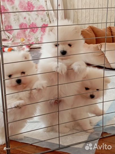 Померанский шпиц