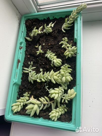 Очиток моргана. Седум. Секкулент