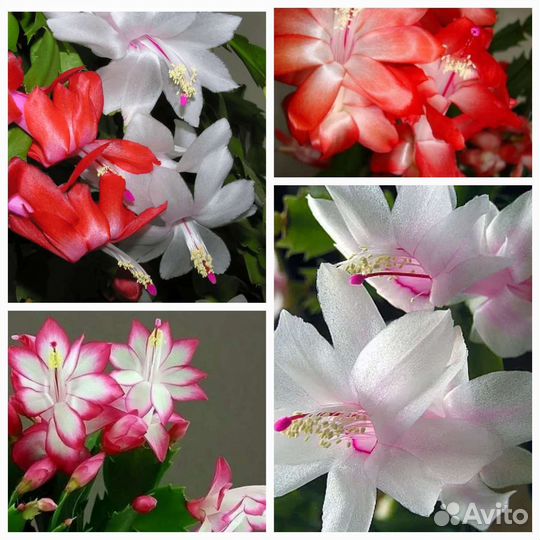 Шлюмбергера декабрист