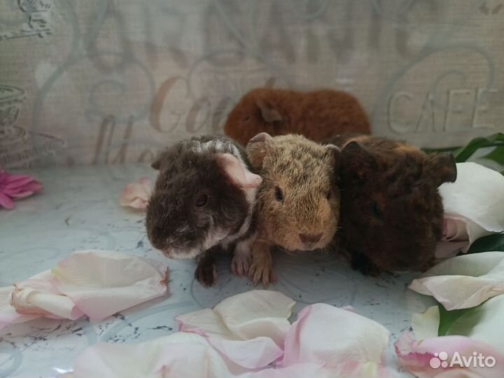 Морская свинка ам. Тедди