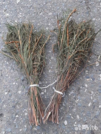 Веники для бани