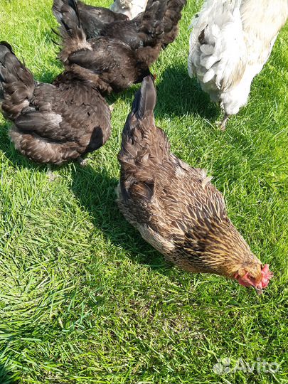 Куры и петухи