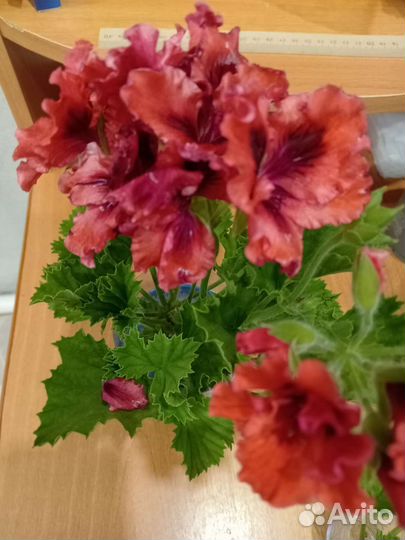 Королевская пеларгония