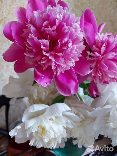 Пионы сортовые саженцы