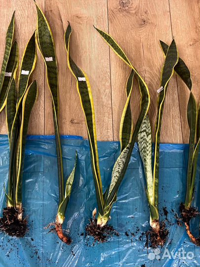 Сансевиерия