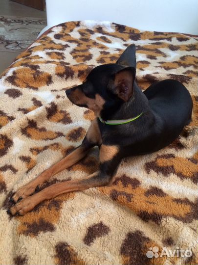 Приглашаем на вязку к Той-терьеру