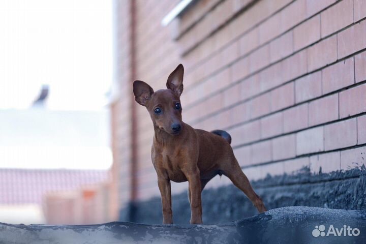 Щенки цвергпинчера