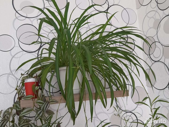 Хлорофитум