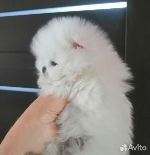 Щенки шпица