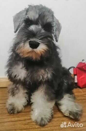 Щенок служебной и миниатюрной породы