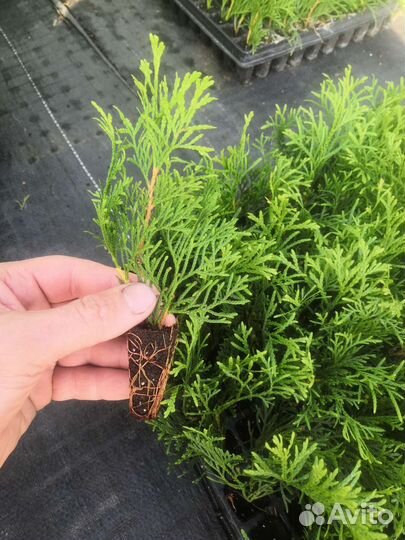 Туи Смарагд