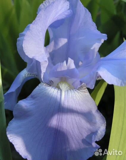 Ирисы бородатые,лилейник,хризантема,флоксы,бадан