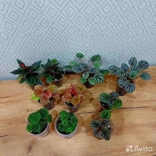 Пеперомии 18 сортов