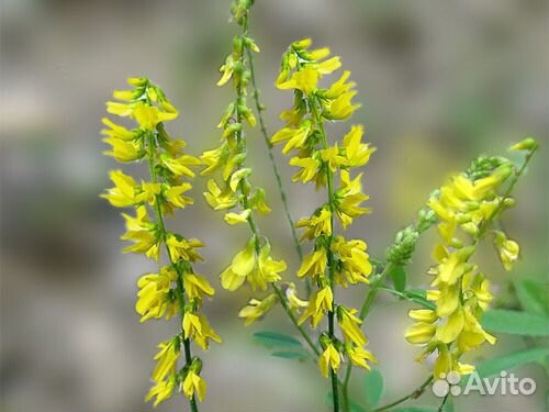 Донник (жёлтый)