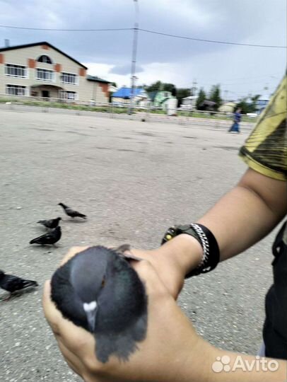 Продам голубей в добрые руки