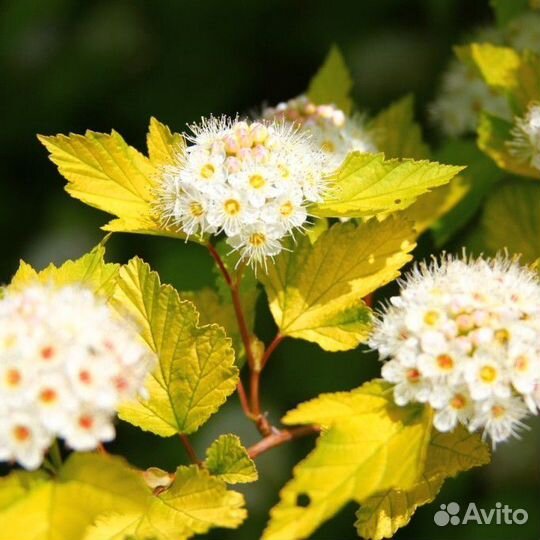 Пузыреплодник Ауреа