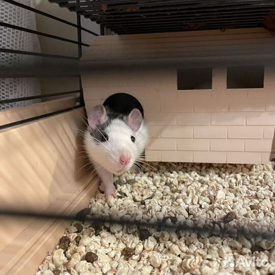 Крысы с клеткой