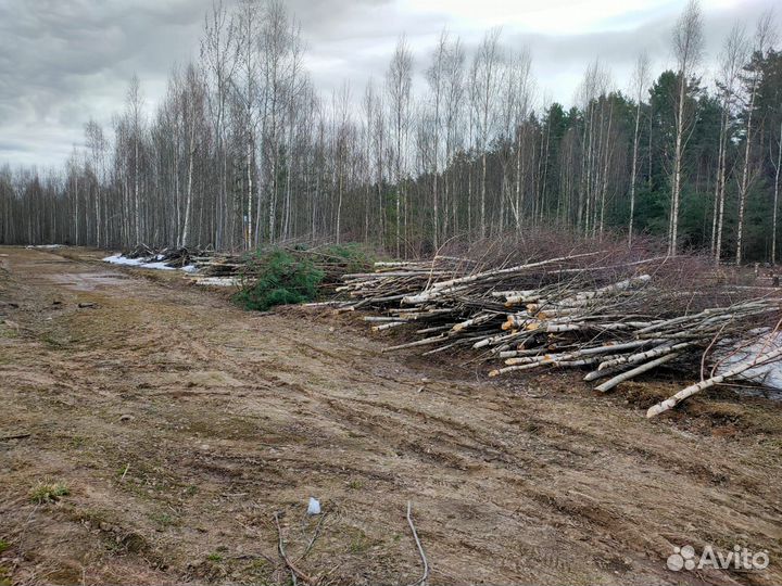 Спил деревьев, расчистка участка, вывоз мусора