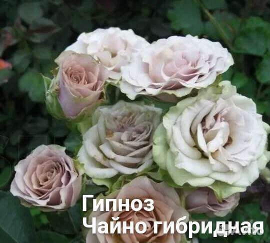 Редкие сорта роз