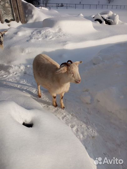 Козы и козел