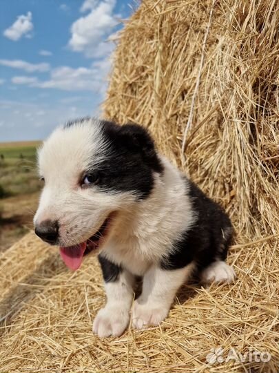 Щенки алабая