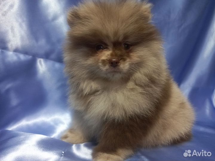 Продается щенок шпиц