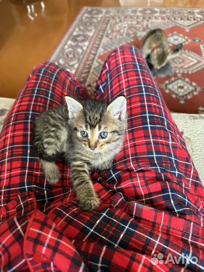 Британские котята
