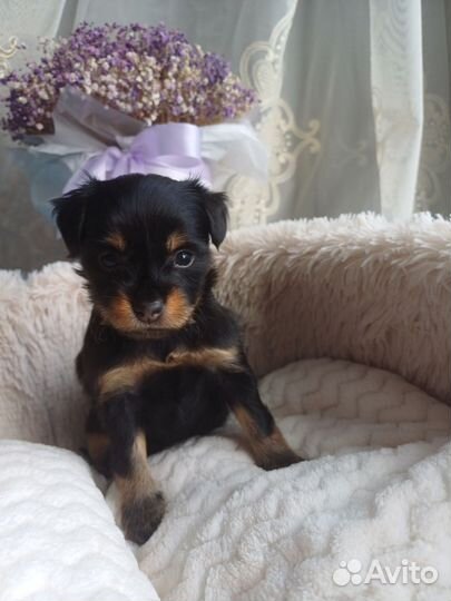 Русский той Чёрное золото