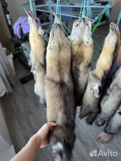 Пушнина Соболя