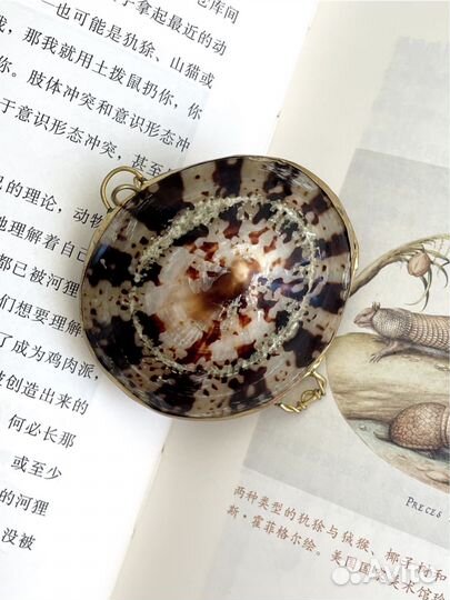 Ракушка шкатулка