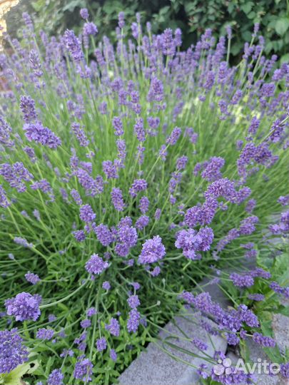 Лаванда саженцы