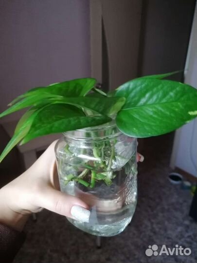 Сциндапсус золотистый черенки