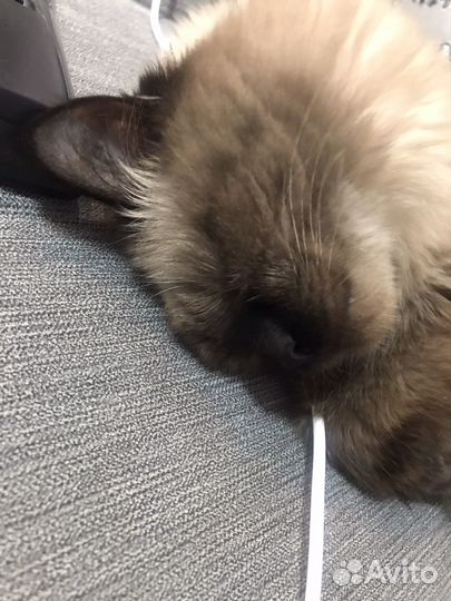 Кот мальчик