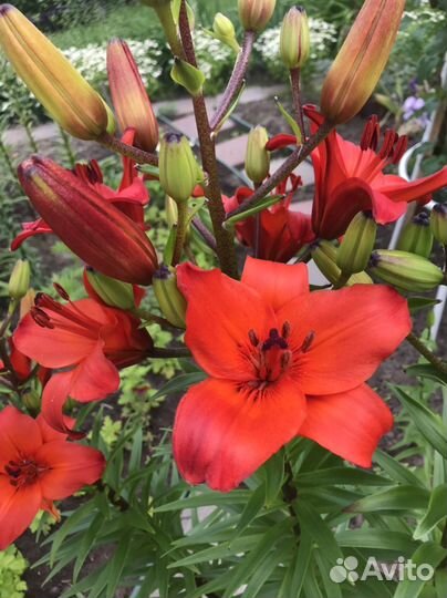 Луковицы лилий