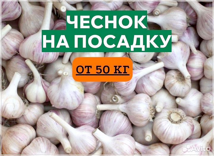 Чеснок озимый на посадку