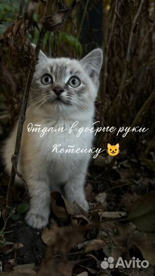 Кошки в добрые руки бесплатно