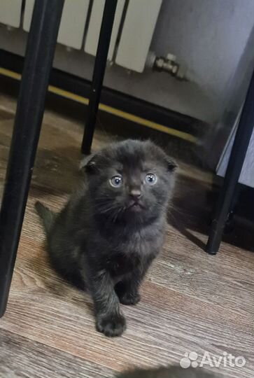 Котята от шотландской вислоухой