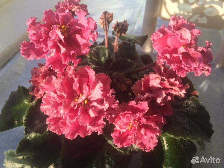 Фиалки сортовые, листья, детки, взрослые растения