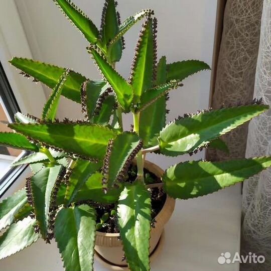 Каланхоэ лечебное