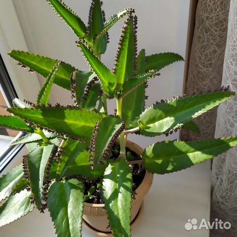 Каланхоэ лечебное