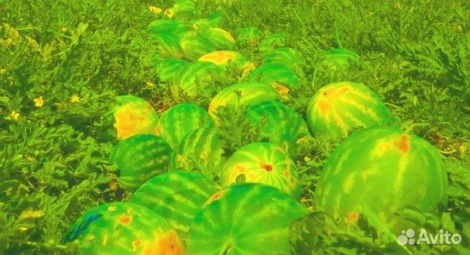 Арбузы Оптом