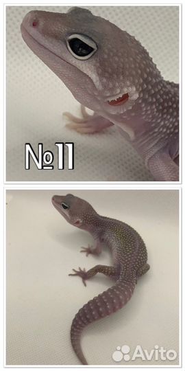 Эублефар малыши