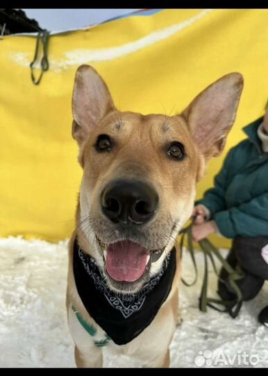 Классный пес Шнапс ищет дом